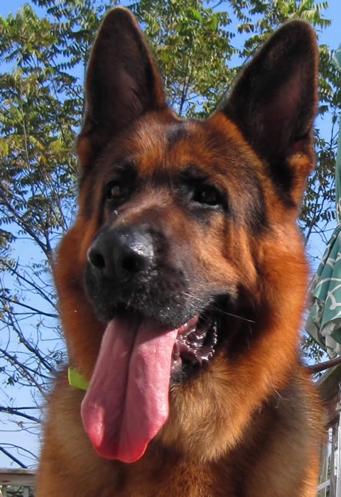 large boned german shepherd